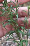 Solidago virgaurea