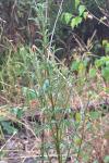 Solidago virgaurea