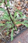 Solidago virgaurea