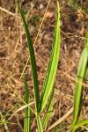 Lathyrus latifolius
