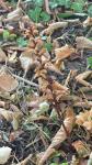 Orobanche hederae
