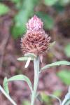 Centaurea decipiens