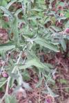 Centaurea decipiens