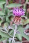 Centaurea decipiens