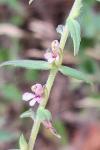 Odontites vernus