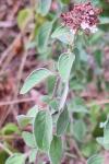 Origanum vulgare subsp. vulgare