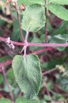 Teucrium scorodonia