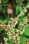 Teucrium scorodonia
