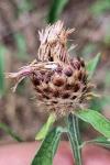 Centaurea decipiens