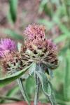 Centaurea decipiens
