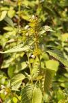 Galeopsis tetrahit