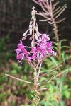 Chamaenerion angustifolium