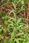 Chamaenerion angustifolium