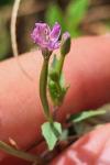 Epilobium montanum