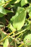 Epilobium montanum
