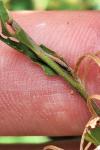 Epilobium montanum