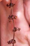 Rumex sanguineus