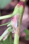 Persicaria maculosa