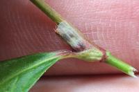 Persicaria lapathifolia