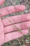 Juncus tenuis