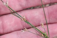 Juncus tenuis