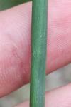 Juncus tenuis