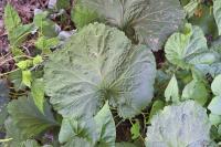 Petasites hybridus