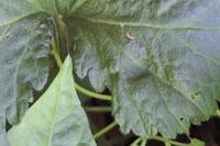 Petasites hybridus