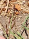 Echinochloa crus-galli