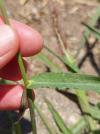 Echinochloa crus-galli