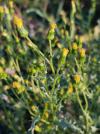 Senecio vulgaris