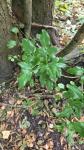 Berberis aquifolium