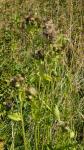 Cirsium oleraceum