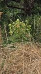 Cirsium oleraceum