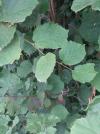 Corylus avellana