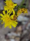 Hieracium umbellatum