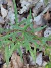 Hieracium umbellatum