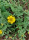 Pulicaria dysenterica