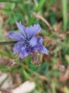 Cichorium intybus