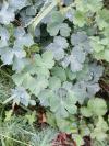 Aquilegia vulgaris