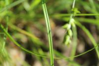 Carex divulsa
