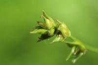 Carex divulsa