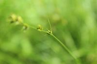 Carex divulsa