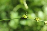 Carex divulsa