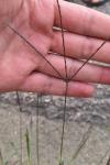 Digitaria sanguinalis