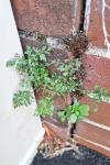 Asplenium ruta-muraria