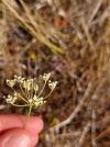 Pimpinella saxifraga