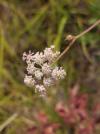 Seseli montanum