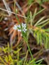 Asperula cynanchica