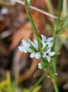 Asperula cynanchica